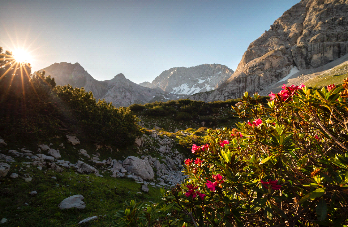 A majestic mountain surrounded by vibrant flowers, symbolizing the beauty and spiritual significance of Har Sinai, where the Torah was given. Image Caption: Har Sinai, the sacred mountain where the Jewish people received the Torah, blooming with divine presence and eternal wisdom.